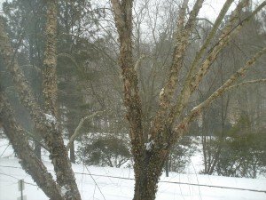 2010-01-30 - We Have Snow 2010-01-30 - We Have Snow