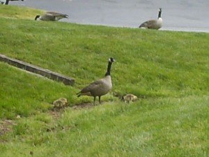 2010-04-25 - Goslings 2010-04-25 - Goslings