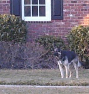 2010-02-19 - German Shephard