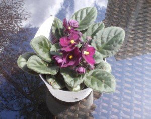 2010-03-22 - African Violet