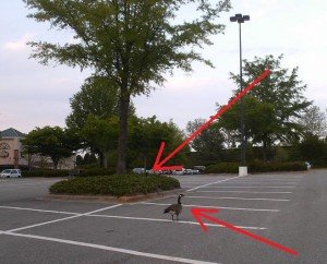 2010-04-20 - Wal-Mart Geese