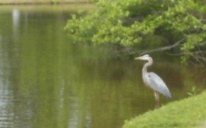 2010-05-02 - Egret Encounter