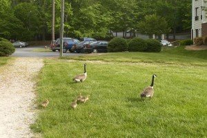 2010-05-04 - Goslings