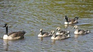 2010-05-28 - Geese Family