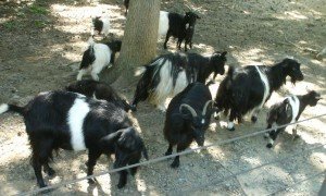 2010-05-30 - Belted Goats