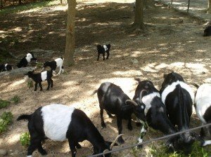 2010-07-10 - Belted Goats