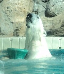 2011-02-19 - Polar Bear Exhibit