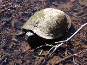 2011-03-12 - Turtle