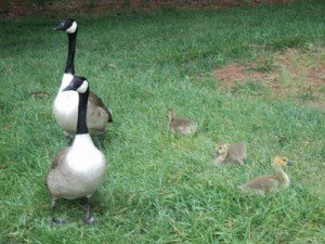 2011-05-29 - Baby Canadian Geese