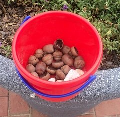 2011-07-17 - Rocks And Acorns