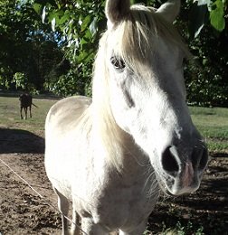 2011-10-15 - Buckwheat Horse