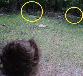 2012-04-25 - Katie And The Deer