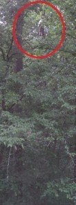 2012-05-19 - Man Up A Tree