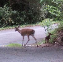 2012-05-29 - Baby Deer