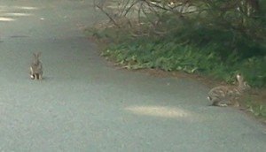 2012-06-18 - Bunnies