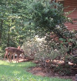 2012-06-25 - Deer At Our Door