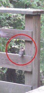 2012-07-02 - Baby Bird