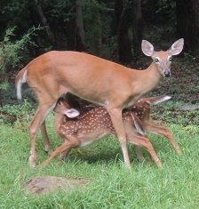 2012-07-10 - Baby Deer