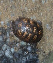 2012-08-10 - Turtle