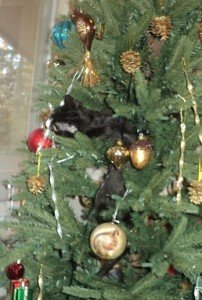 2013-11-30 - Kittens In The Tree
