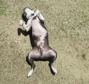 2014-05-17 - Tired Dog