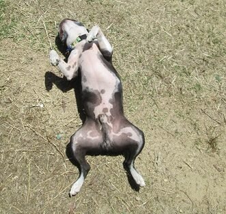2014-05-17 - Tired Dog