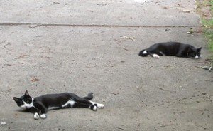 2014-06-16 - Great To Be A Cat