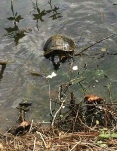 2014-09-10 - Park Turtle