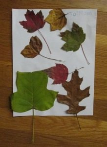 2014-11-11 - Leaf Art