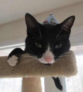 2015-03-08 - Robin's Hat
