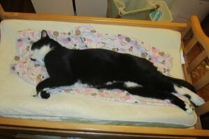 2015-04-16 - Changing Table Cat