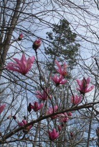 2016-03-08 - Flowers
