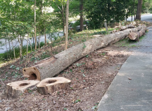 2016-07-14 - Tree Down