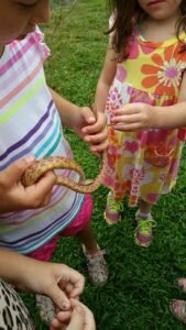 2016-08-19 - Snake