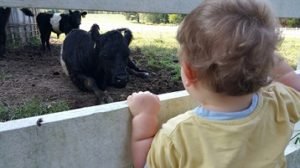 2016-08-05-fearrington-village