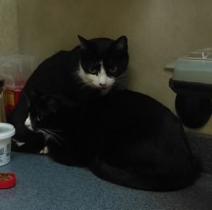 2016-11-08-cats-at-the-vet