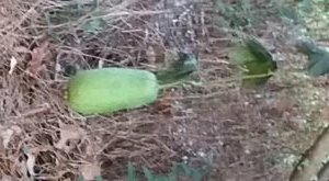 2016-11-17-garden-item