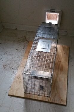 2017-02-24 - Raccoon Cage