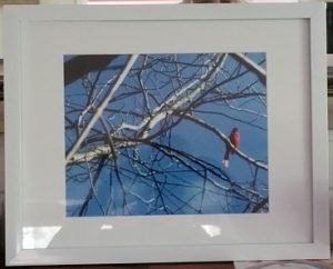 2017-03-25 - Cardinal