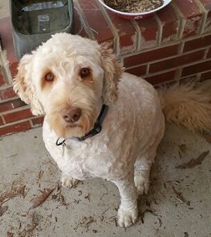 2017-04-02 - Ginger's Haircut
