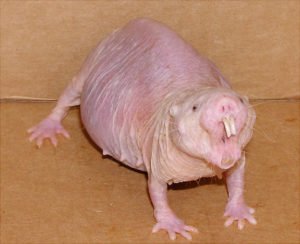 Mole Rat