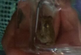 2017-07-05 - Katie Catches A Frog