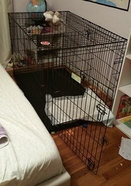 2018-06-26 - Maple's Kennel