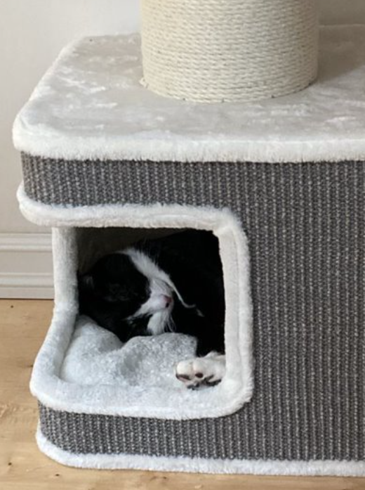 2024-06-10 - Mini Cat Tree