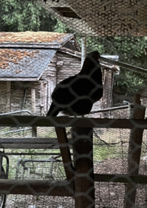 2025-07-11 - Hen