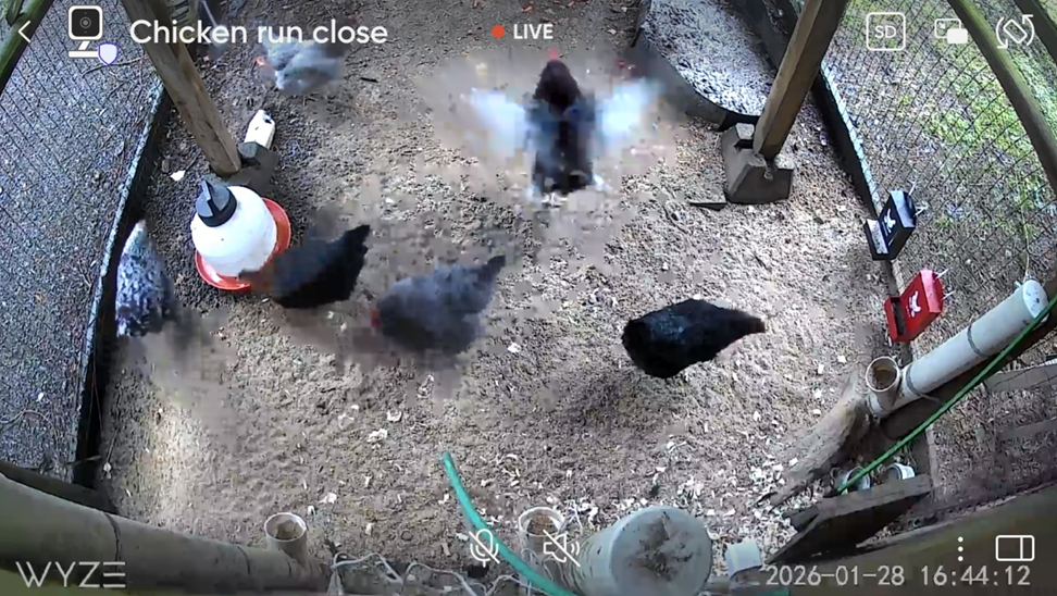2026-01-28 - Chicken Cam